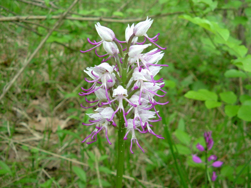 Orchis Simia